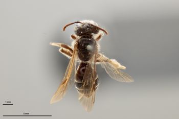 Media type: image;   Entomology 771282 Aspect: habitus dorsal view